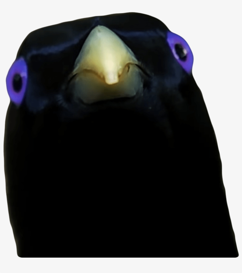 Ron Lemme Smash Bird, transparent png