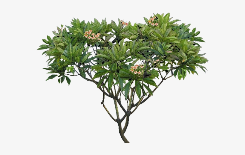 Plumeria Tree Png - Plumeria Alba Tree Png, transparent png