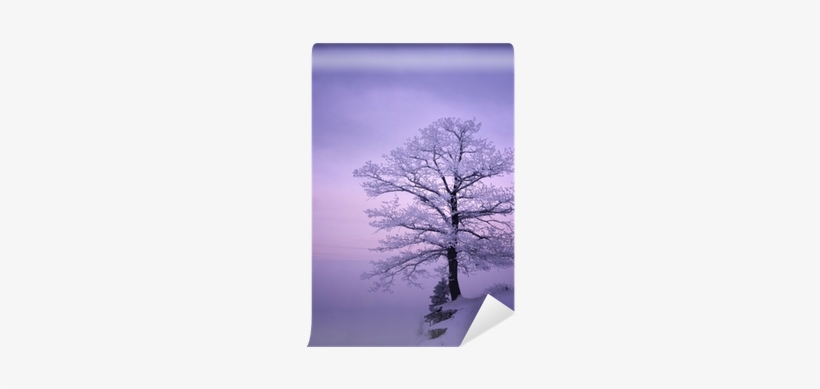 Beautiful Trees Covered In Snow, transparent png