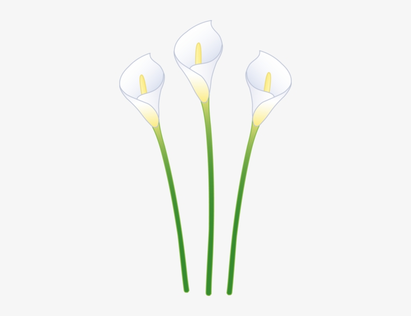 Lily Clipart Transparent - Clipart Calla Lily Flower, transparent png