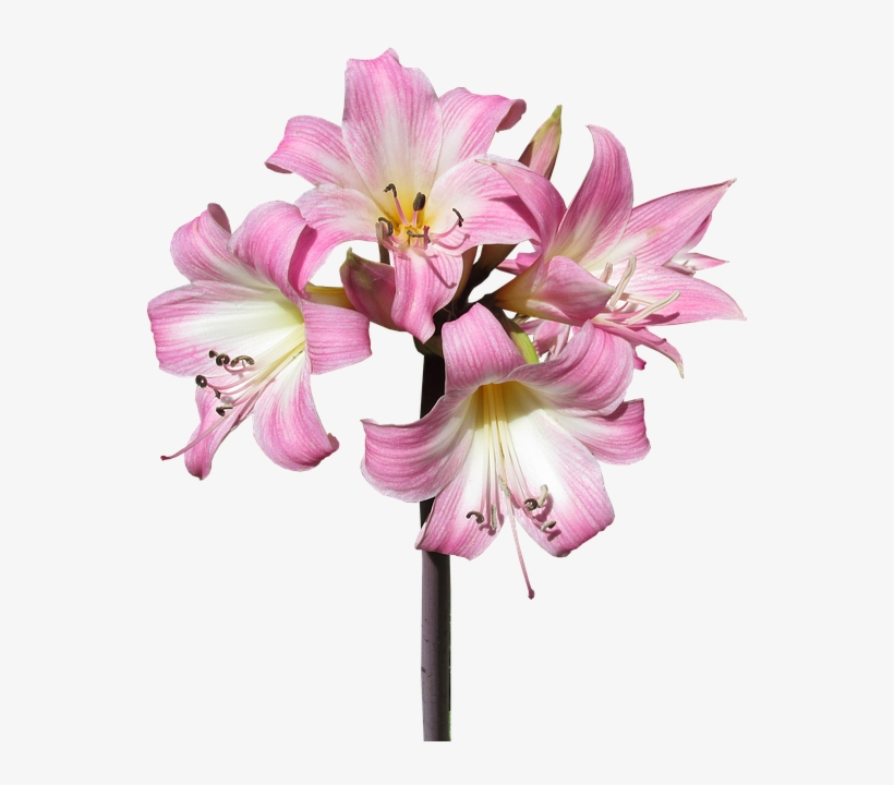 Belladonna, Lily, Flower, Summer, Bloom - Fêtes De Mères Png, transparent png