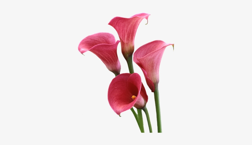 Go To Image - Lily Flowers Pink Pic Trasparent, transparent png