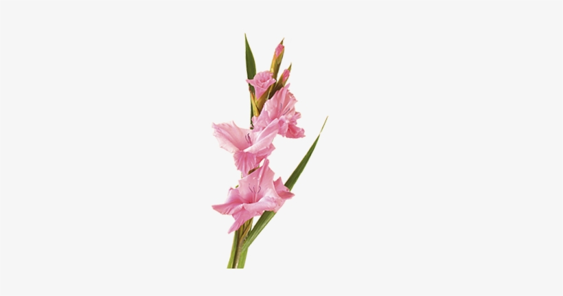 Shop For Lily - Gladiolus Flower Png, transparent png