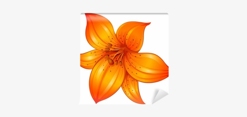 Orange Flower White Background, transparent png