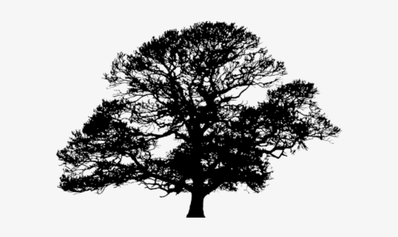 Oak Tree Silhouette Png, transparent png