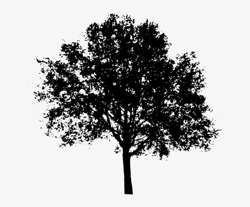 Oak Tree Silhouette Png Clipart Transparent Library - Maple Tree Silhouette Png, transparent png