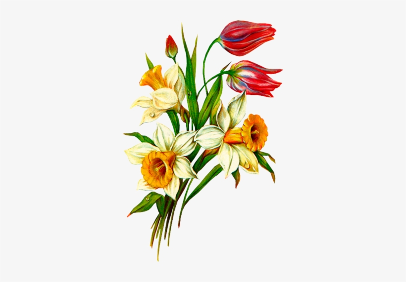 Flower Drawings, Botanical Flowers, Botanical Prints, - Советские Открытки К 8 Марта, transparent png
