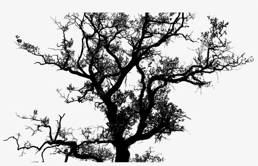 Banner Black And White Library Oak Tree Silhouette - Tree Silhouette Vector, transparent png