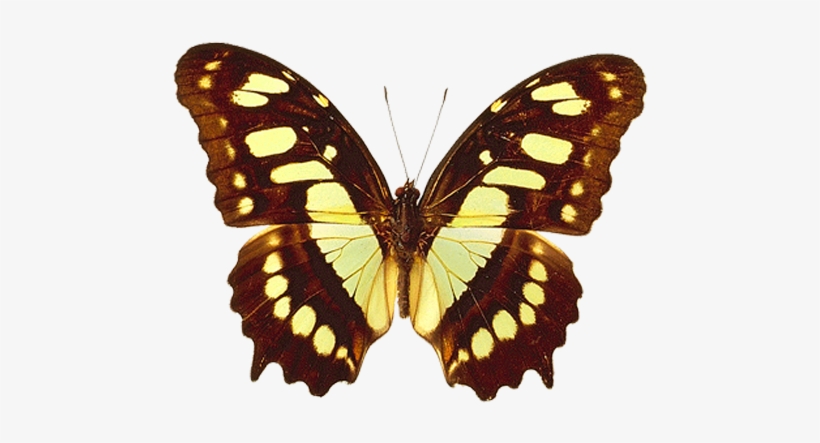 Png Transparent Brown And Yellow Real Butterfly Clipart - Siproeta Stelenes, transparent png