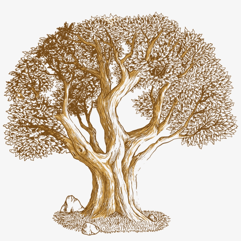 Euclidean Vector Tree Southern Live Oak - Desenho De Um Carvalho, transparent png