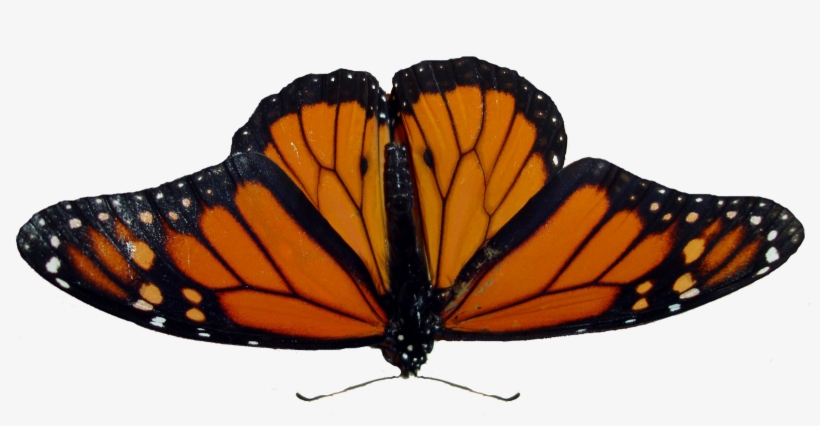 Butterfly Png Image - Angangueo, transparent png