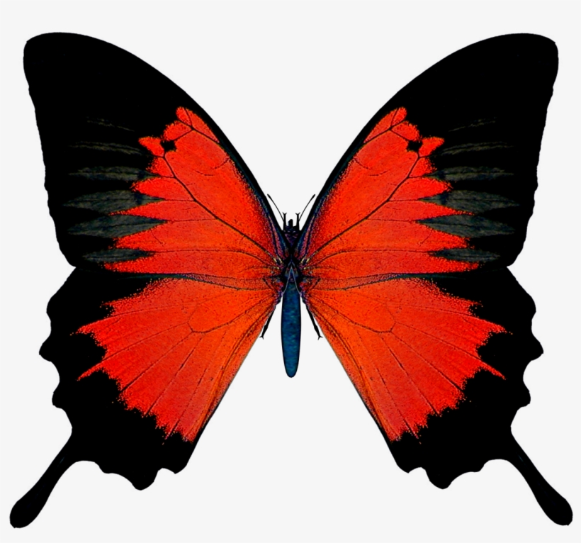Black And Red Butterfly Png Picture - Lupus 911: How To Beat The Incurable Disease That Killed, transparent png