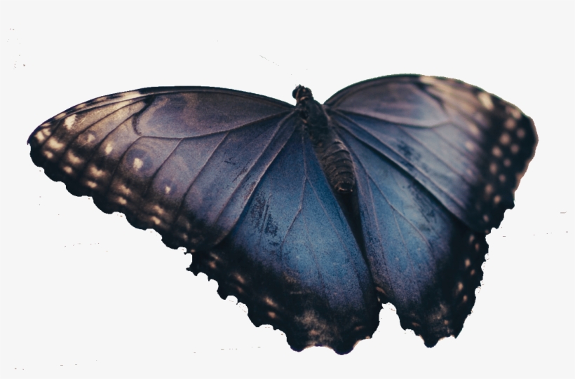 Real Blue Butterfly - Brush-footed Butterfly, transparent png