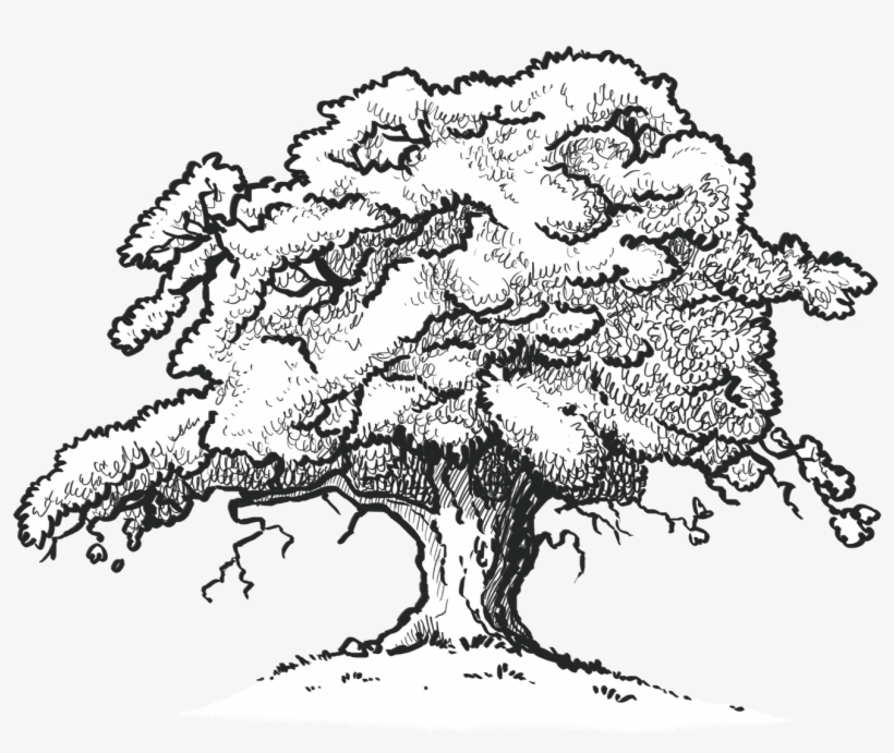 Oak Tree Drawing - Red Oak Tree Drawing, transparent png