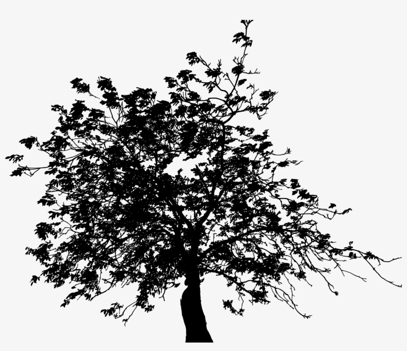 This Free Icons Png Design Of Detailed Tree Silhouette, transparent png