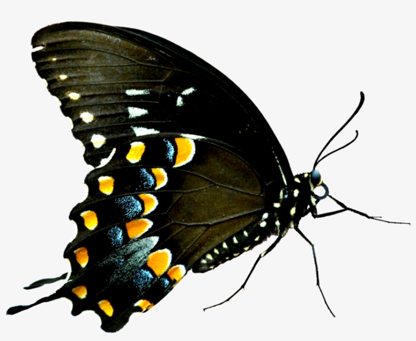 Butterflies Swarm Png - Imagenes De Mariposas Png, transparent png