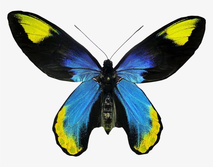 Ornithoptera Victoriae Regis Butterfly Transparent - Real Butterfly No Background, transparent png