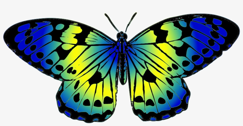 Colored Butterfly Png - Butterfly Blue And Yellow, transparent png