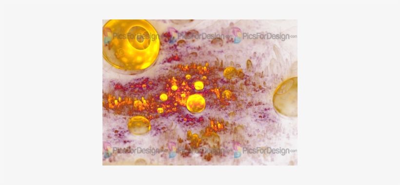Illustration Store Picsfordesign - Circle, transparent png