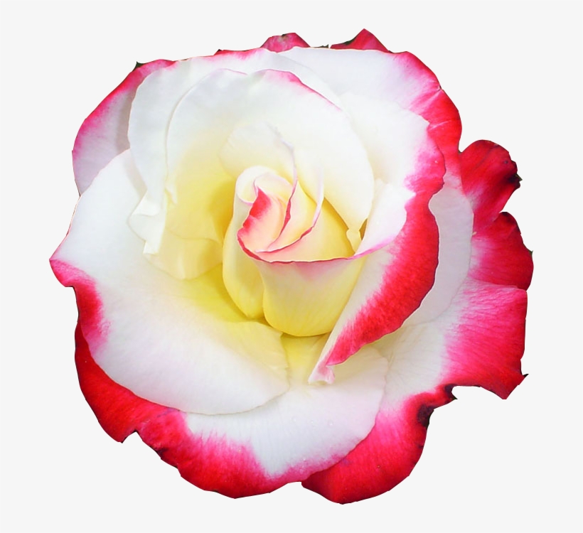 Tube Rose Png Transparent, transparent png