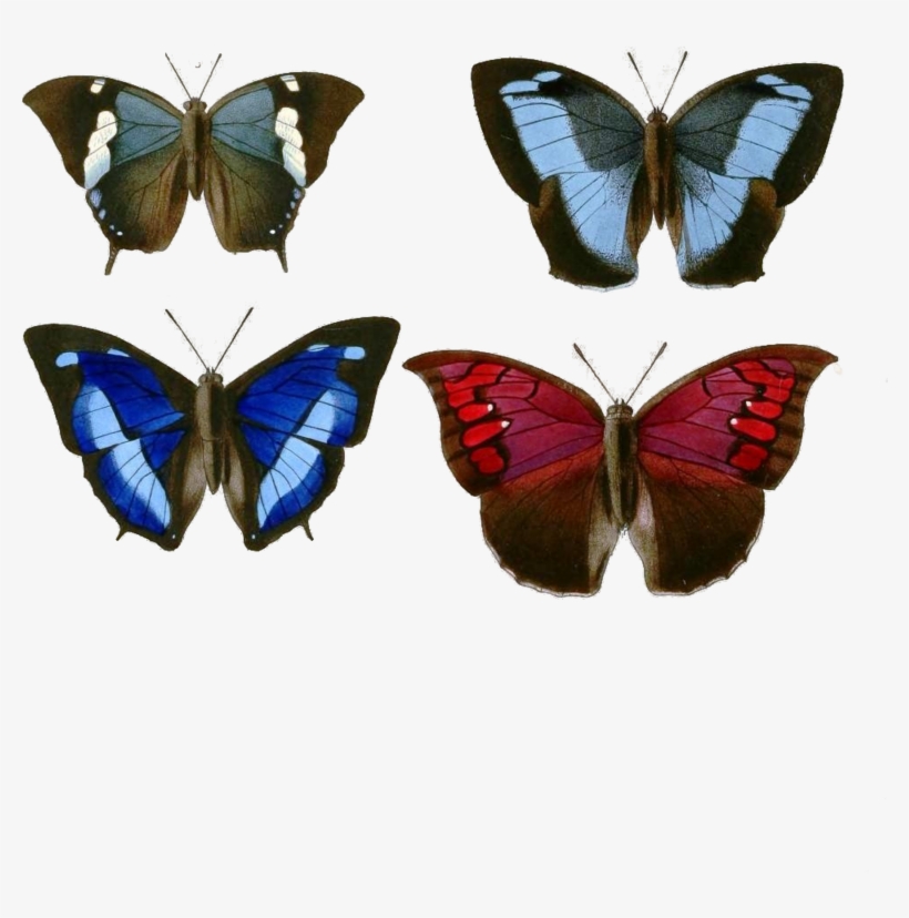 Butterflies Png - Exotic Butterflies 1866 Paphia Poster Print By W Chapman, transparent png