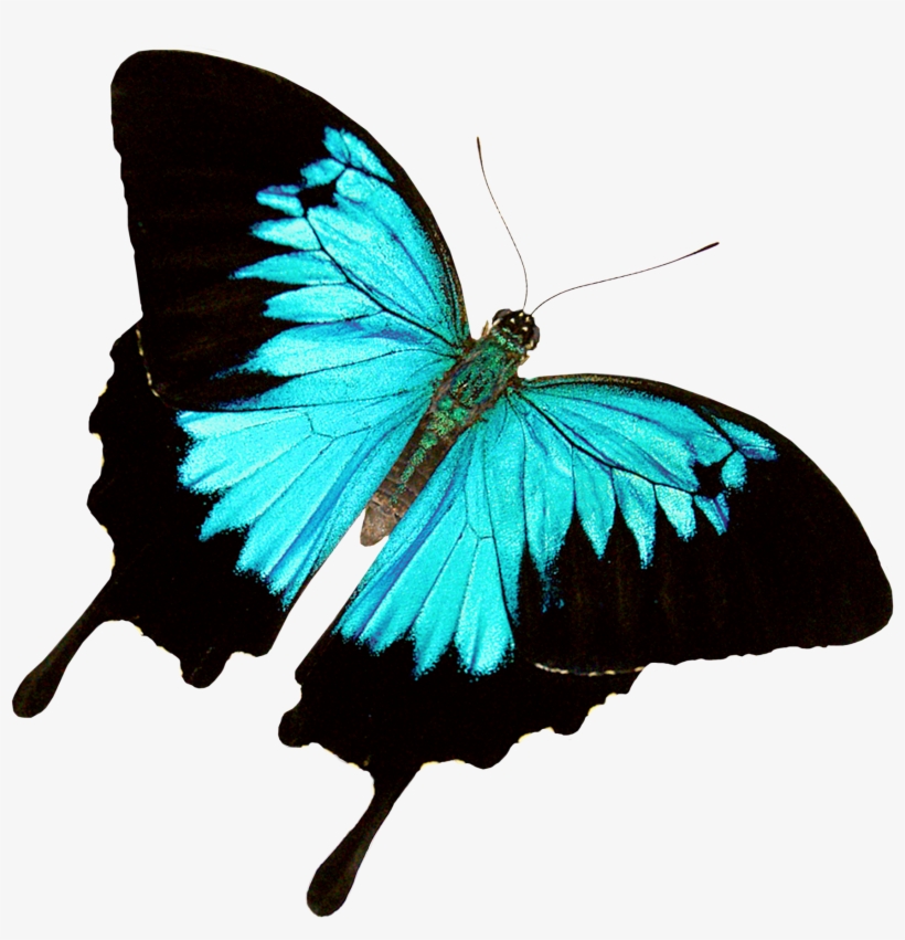 Butterfly World - Butterfly, transparent png
