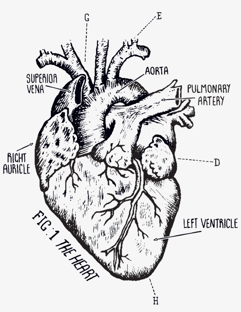 Heart Chart - Tattoo, transparent png