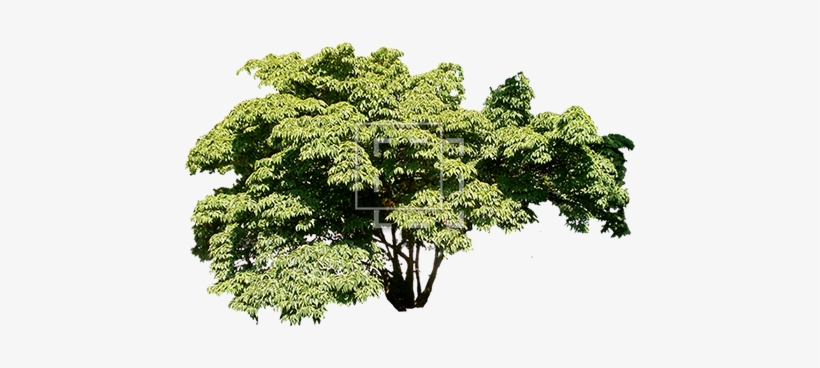 Parent Category - Wide Tree Png, transparent png