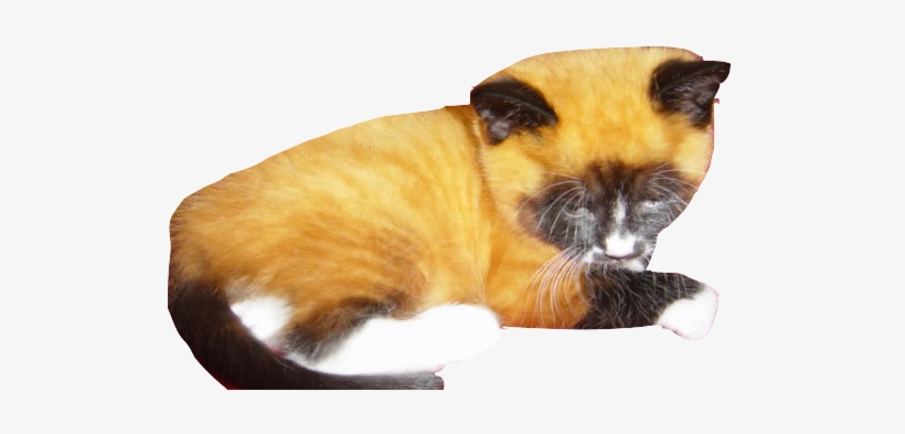 Cool Cats By Ujku - Fox Kittens, transparent png