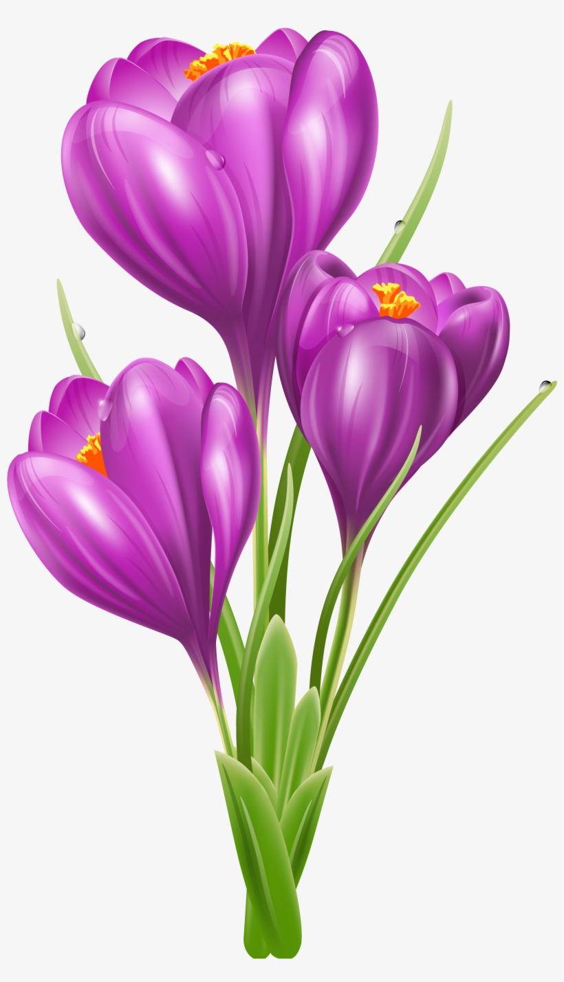 Pin By Courtney Patterson On Clip Art Flowers - Crocus Clipart, transparent png