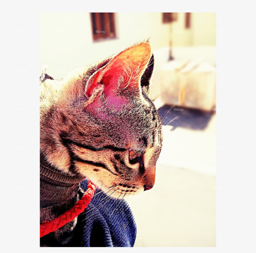 Supper Cool Cat - Tabby Cat, transparent png