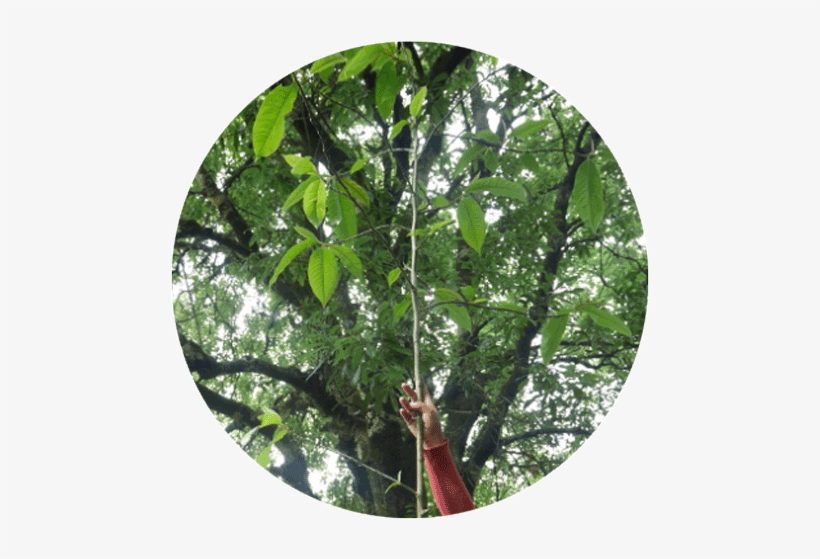 Cloud Forest - Rainforest, transparent png