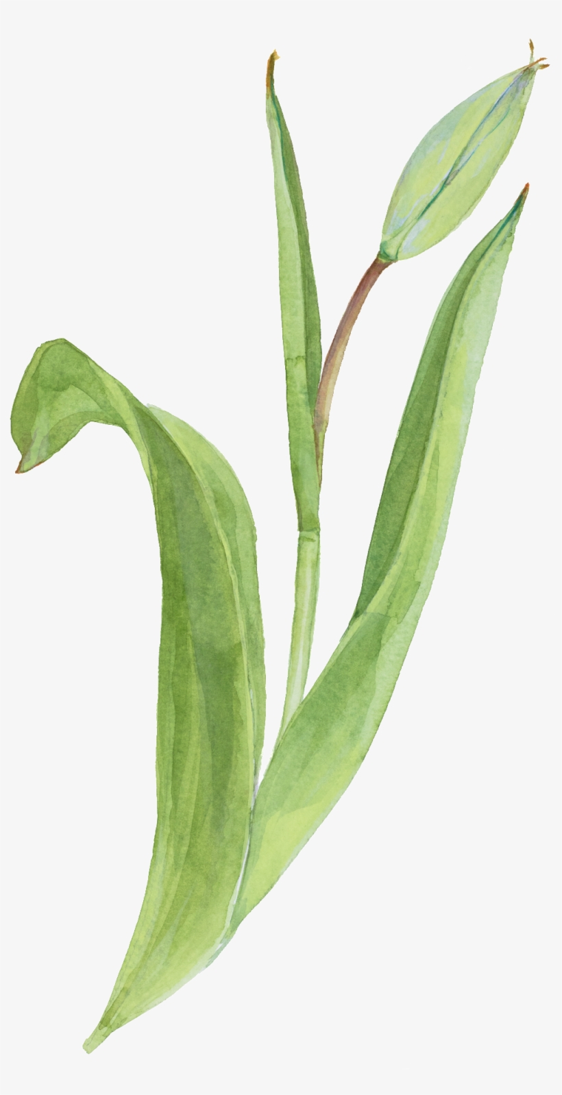 Beautiful Hand Painted Watercolor Flowers Decorative - Watercolor Painting, transparent png