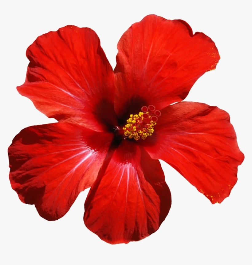 Red Flowers Png Download Image - Hibiscus Flower, transparent png
