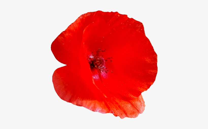 Red Poppy Flower Png, transparent png