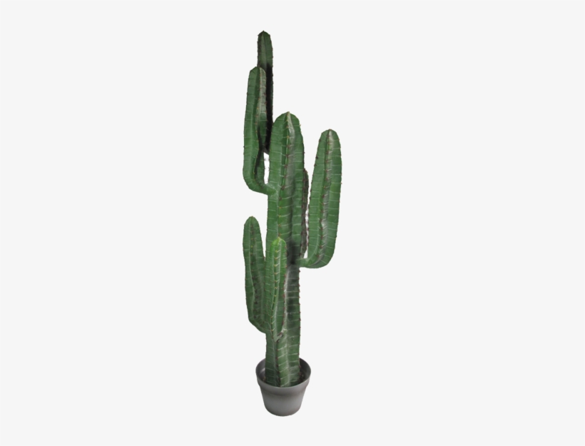 Yuha Cactus Large - Abigail Ahernedition Artificial Large Yuha Cactus,, transparent png
