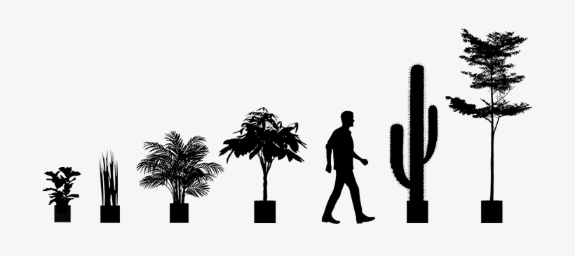 Plant Sizes From 2 Feet To 12 Feet Available - 3' Areca Silk Palm Tree, transparent png