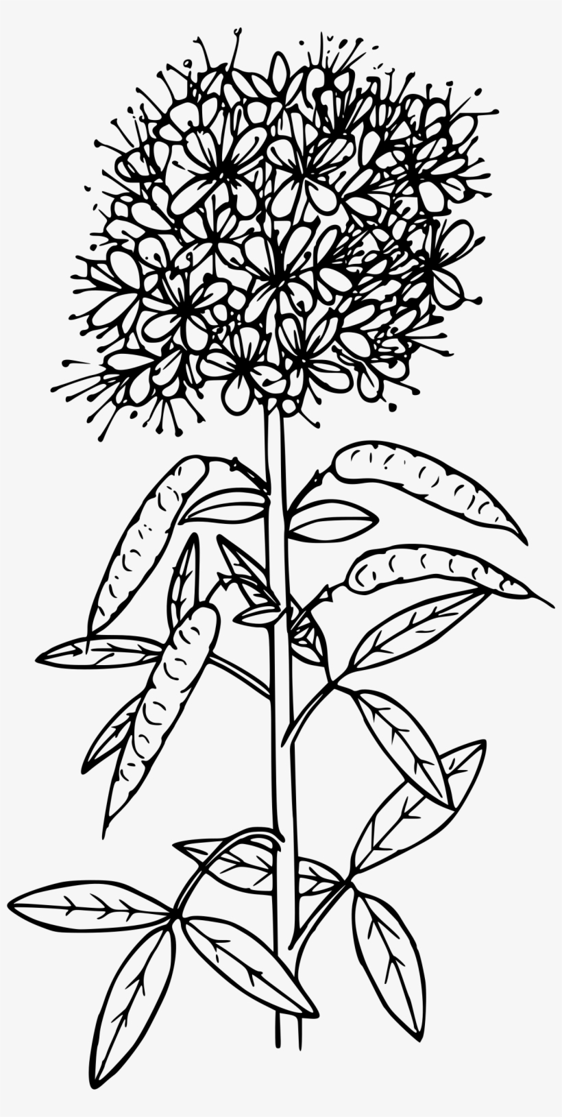 This Free Icons Png Design Of Rocky Mountain Beeplant, transparent png