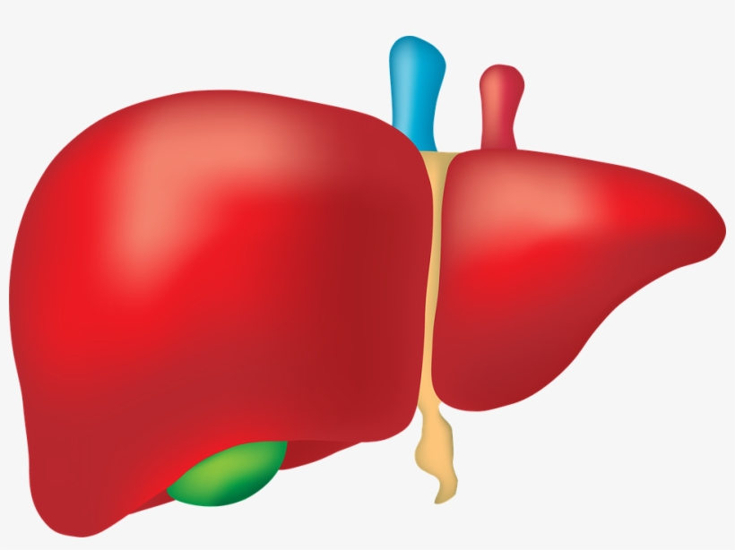 Clipart Transparent Canabis Prevents Alcohol Liver - Liver Png, transparent png