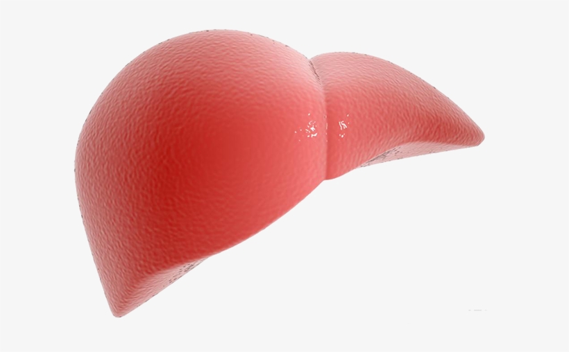 Health Liver Fibronostics - Liver Made Out Of Clay, transparent png
