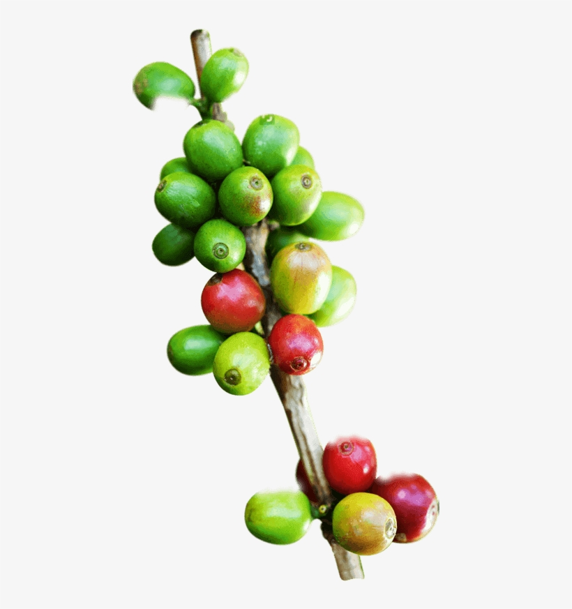 About Us - Ramas De Cafe En Png, transparent png