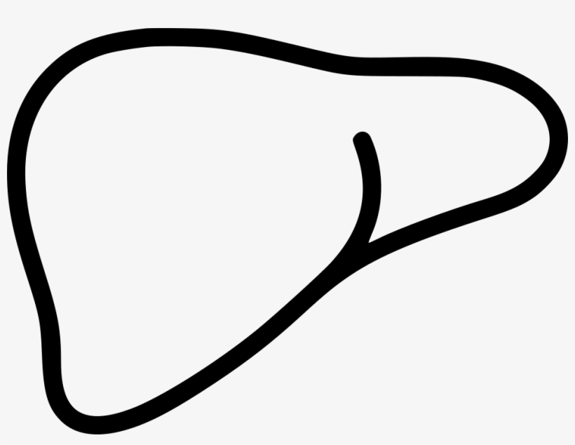 Liver Organ Anatomy Medicine Hepatology Comments, transparent png