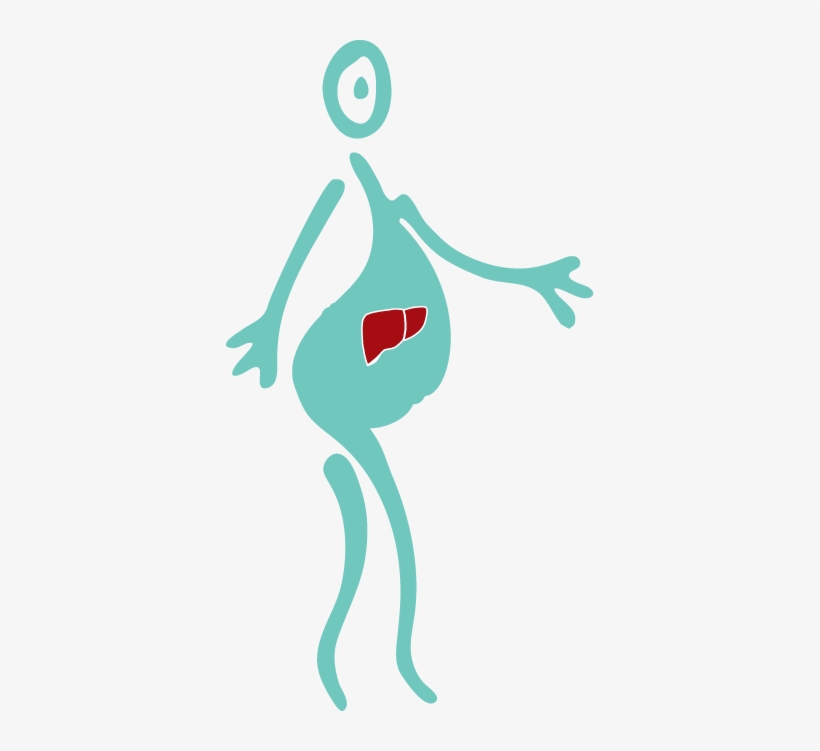Liver Health - Liver Pregnancy, transparent png