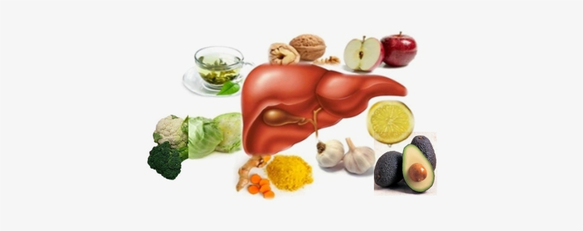 With Proper Support, The Liver Has The Capability To - Healthy Liver, transparent png