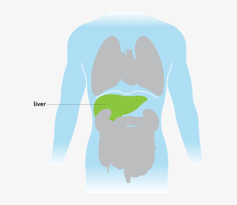 Human Organ Diagram Showing Liver Location - Cartoon, transparent png