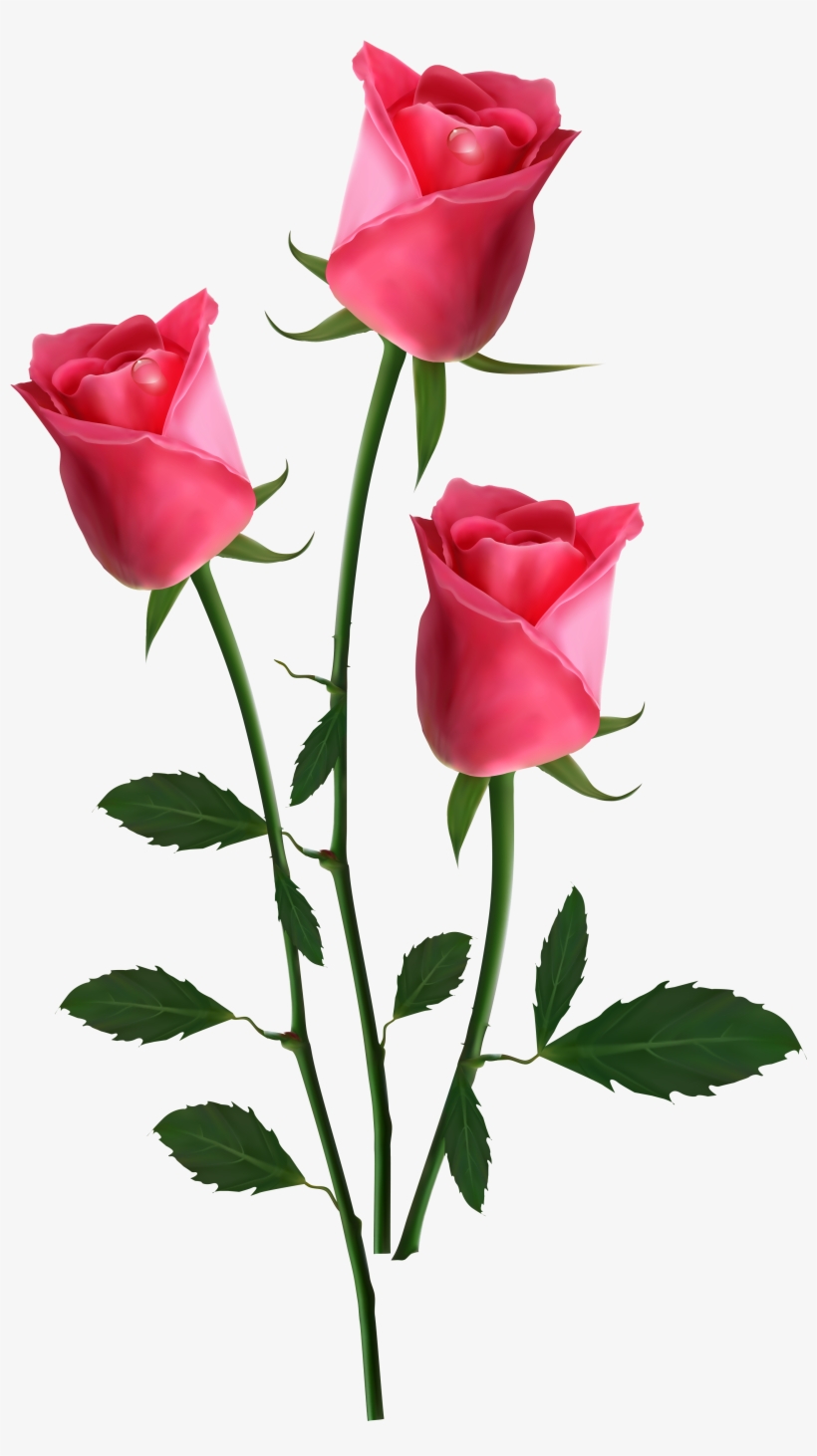 Transparent Pink Roses Png Pink Transparent Flower Png 2942x5176 Png Download Pngkit