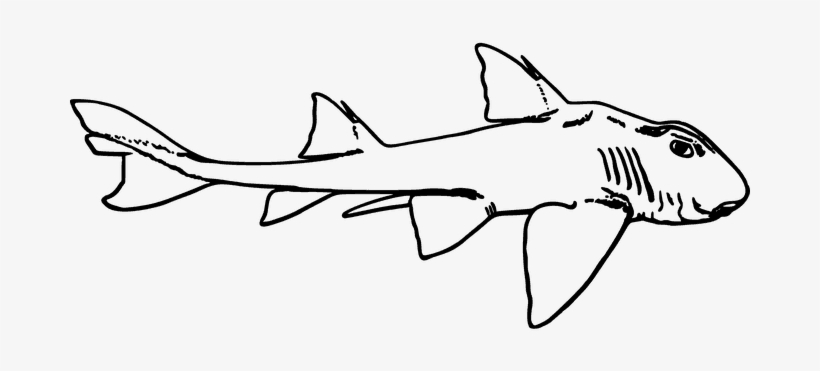 The Big-time Disease Prevention Benefits Of Squalene - Port Jackson Shark Drawing, transparent png
