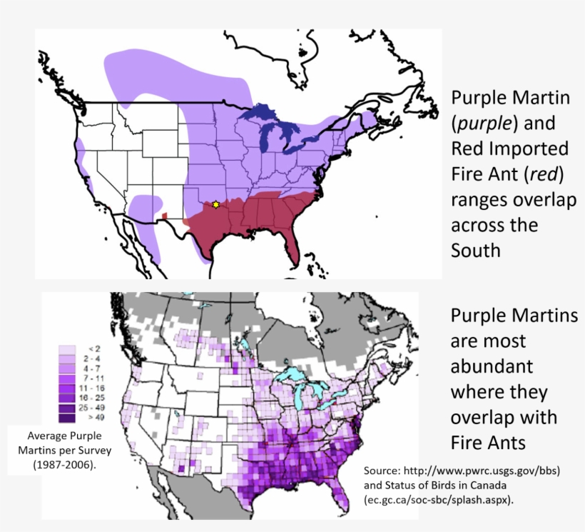 Red Imported Fire Ants Are Not Native To The Us, transparent png