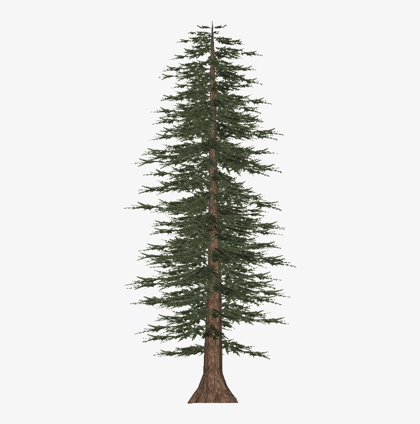 Tall Pine Tree Png - Pine, transparent png