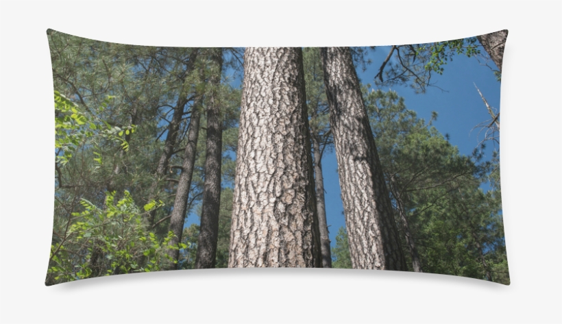 Tall Pine Trees Mt Lemmon Arizona Rectangle Pillow - Birch, transparent png
